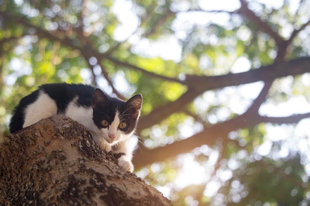 O gatinho fofo está preso na árvore esperando ajuda da equipe de resgate