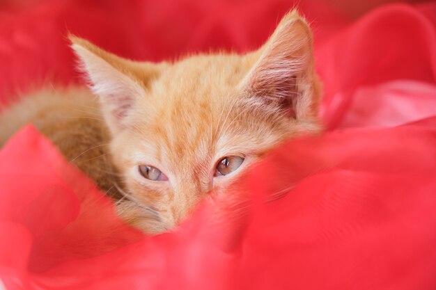 Foto o gatinho fofo ruivo encontra-se no tecido vermelho e arejado, o gatinho fofo encontra-se no espaço da cópia do tecido