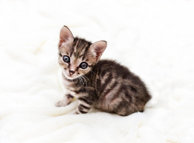 Foto o gatinho listrado parece um tigre sentado e olhando para a câmera