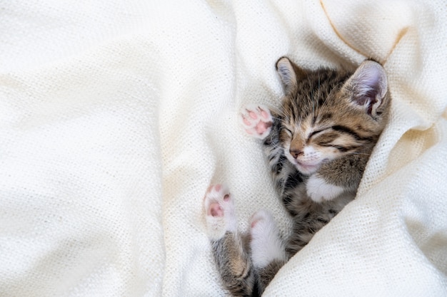 O gatinho listrado pequeno dorme coberto com o cobertor da luz branca. Conceito de animais de estimação adoráveis. Copyspace