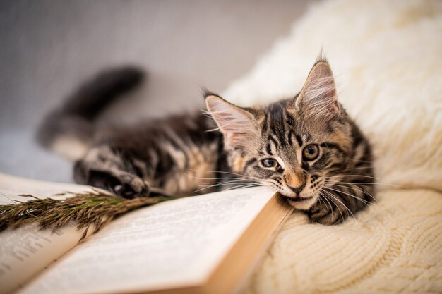 O gatinho Maine Coon deita-se em um suéter macio de tricô e mastiga um livro em um ambiente aconchegante