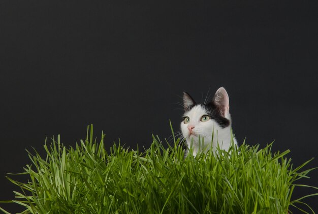 O gatinho no germe de trigo