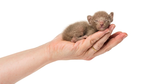 O gatinho Peterbald fofo nas mãos do humano, isolado no branco