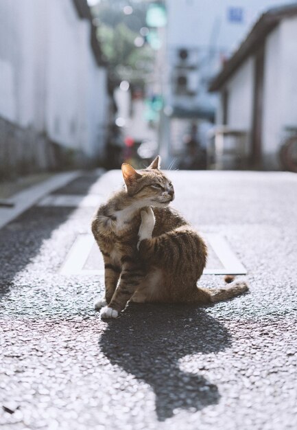 O gatinho preto escondido com olhos laranja brilhantes