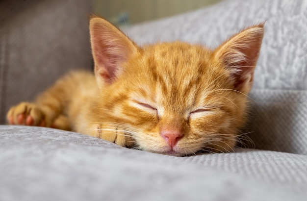 O gatinho ruivo está cansado e dorme no sofá