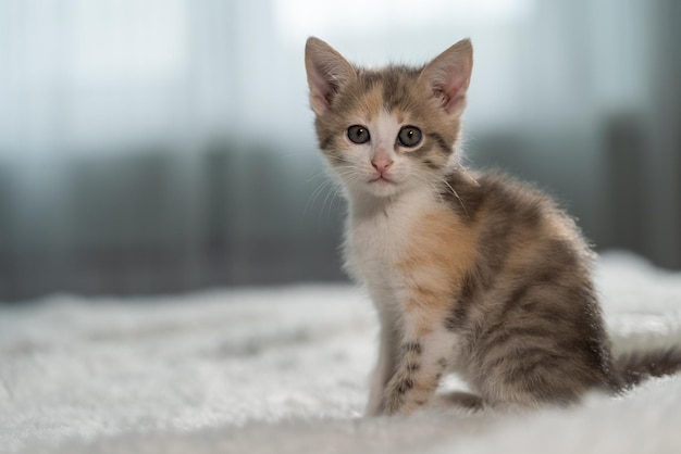 O gatinho senta-se em um cobertor fofo branco e olha para a câmera. Animal de estimação fotogênico. Amor aos animais.