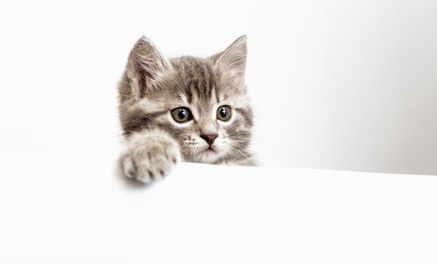 O gatinho surpreendeu o retrato com a pata espreitando por cima da placa branca em branco.