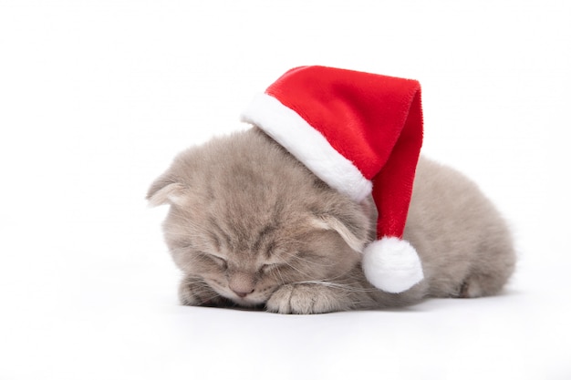 O gatinho vermelho em um chapéu de Santa encontra-se em uma parede branca. Ano Novo. Natal