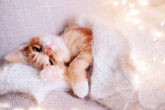 Foto o gatinho vermelho pequeno bonito dorme no cobertor branco da pele