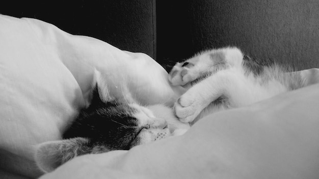 O gato a dormir na cama em casa.