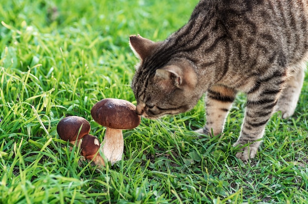 O gato anda na grama verde e fareja cogumelos comestíveis