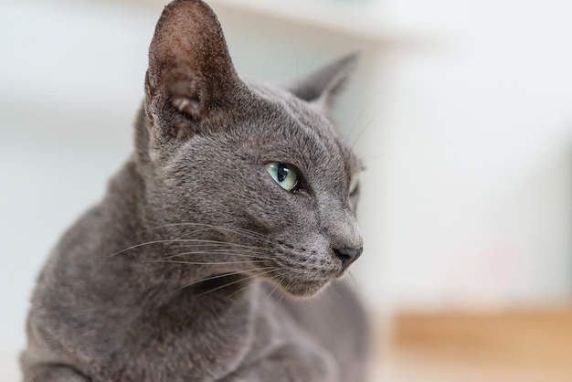 O gato azul de prata de tailândia relaxa no assoalho.