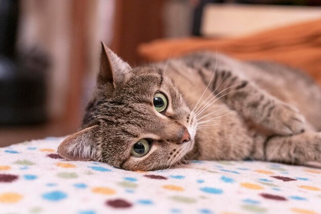 O gato bege da cavala com olhos verdes relaxa no sofá