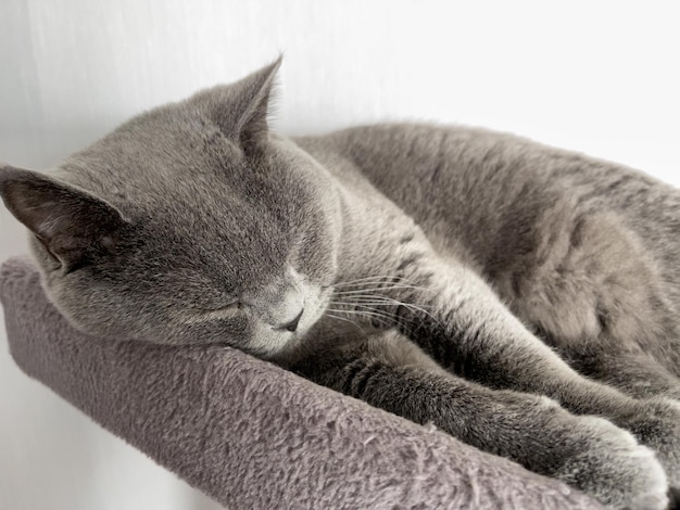 O Gato Bonito Jovem de Pêlo Curto Britânico Dormindo