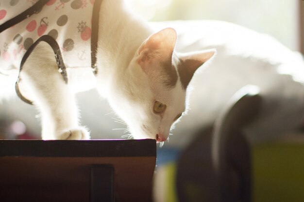 O gato branco aprecia e estando na tabela com luz solar bonita.