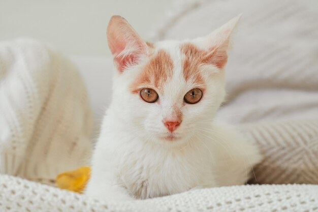 O gato branco e ruivo de 3-4 meses está deitado sobre um cobertor leve. Gatinho com pé, enfaixado com bandagem amarela