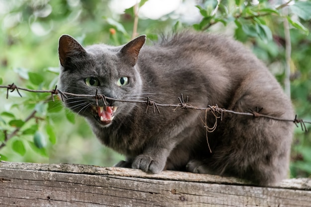 O gato bravo rosna sentado na cerca atrás do arame farpado. Gato cinzento agressivo defendendo seu território.