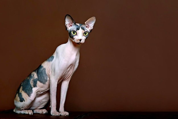 O gato canadense Sphynx