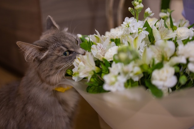 O gato cheira um buquê de flores frescas da primavera com ranúnculos em casa. Cartão postal aconchegante e terno.