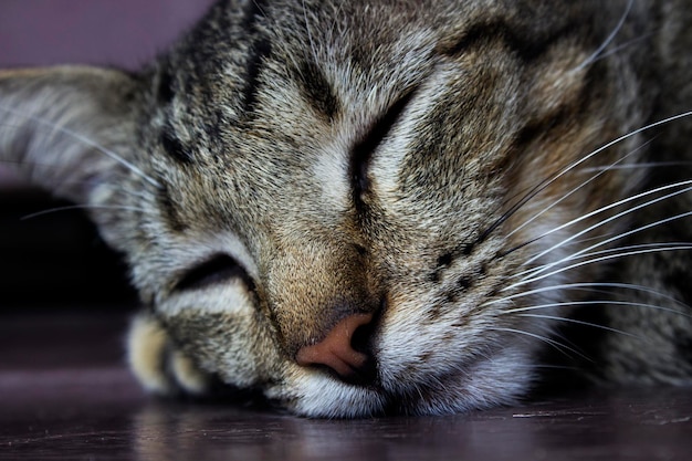 O gato cinza de pelo curto dormindo profundamente no chão