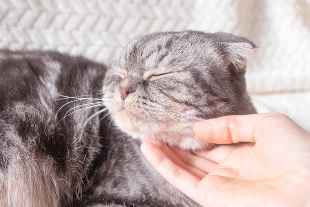 Foto o gato cinza escocês está deitado em uma manta bege quente