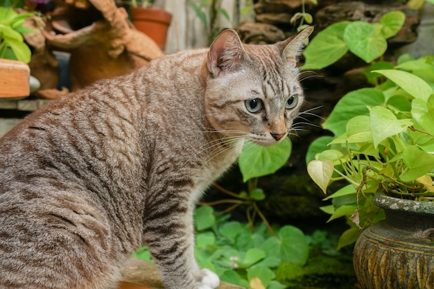 O gato cinza está sentado e olhando para fora parece muito fofo.