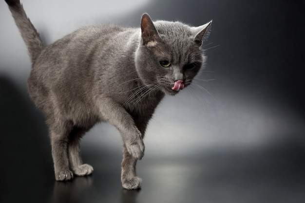 O gato cinza mostrou a língua