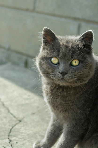 O gato cinza olha atentamente para a câmera