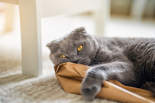 O gato cinza Scottish Fold está deitado em um saco de papel na sala de estar
