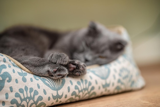 O gato cinza scottish fold está dormindo confortavelmente em seu berço em casa