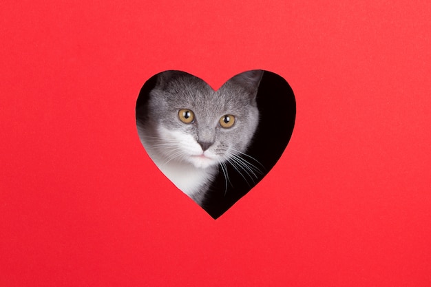 O gato cinzento espreita fora do furo na forma de um coração em um fundo vermelho. Conceito dia dos namorados
