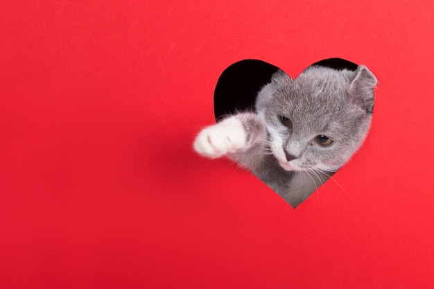 O gato cinzento espreita fora do furo na forma de um coração em um fundo vermelho. Conceito dia dos namorados