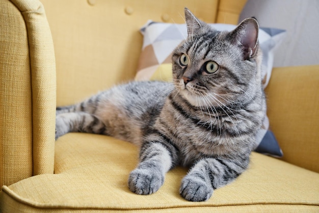 O gato cinzento malhado está na poltrona amarela macia Gato doméstico bonito relaxa dentro de casa