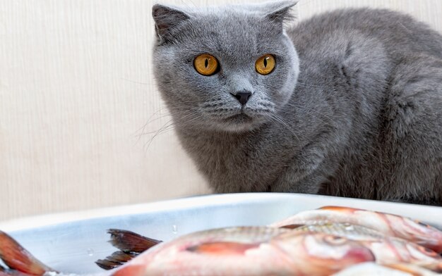 O gato cinzento senta-se perto de um aquário com peixes e à espera da permissão dos proprietários.