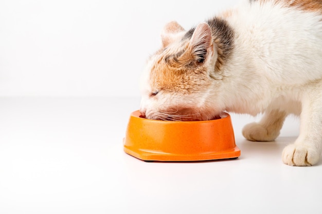 Foto o gato come comida molhada de uma tigela. fundo branco. copie o espaço.