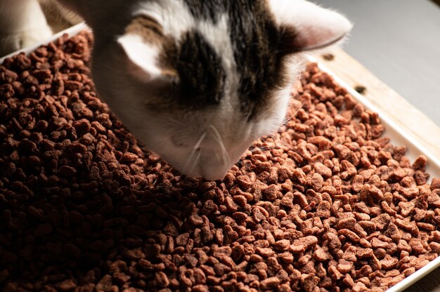 O gato come comida natural seca e balanceada em grânulos