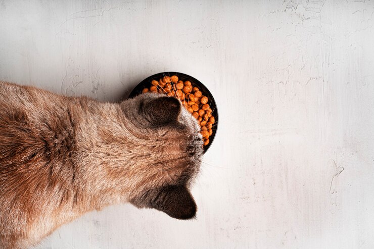 O gato come comida seca. Cat ponto de cor. Fundo claro. Foto de alta qualidade