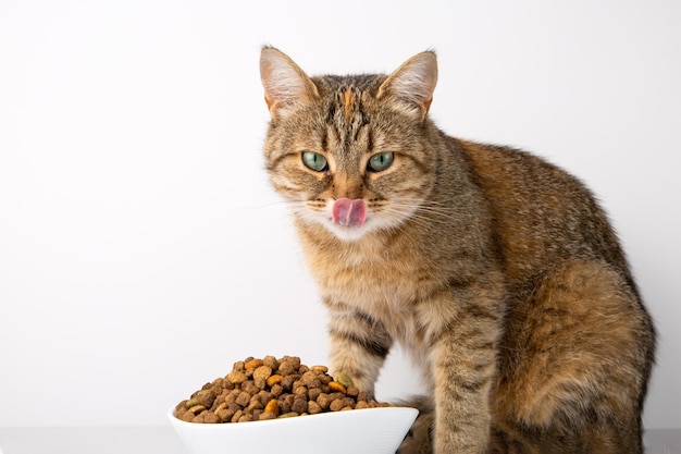 O gato come comida seca de uma tigela branca. Fundo branco.