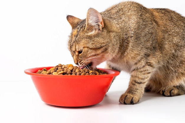 O gato come comida seca de uma tigela vermelha. fundo branco.