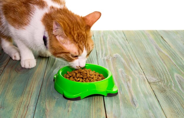 O gato comendo de uma tigela closeup