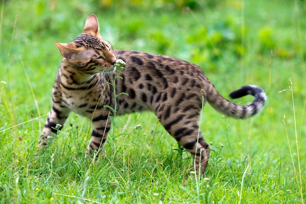 O gato corre em um gramado