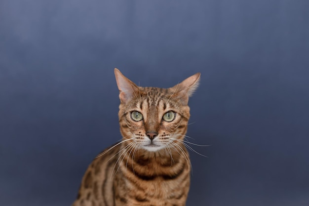 O gato de bengala é um gato de raça pura em um fundo azul Copie o espaço Feriados e eventos