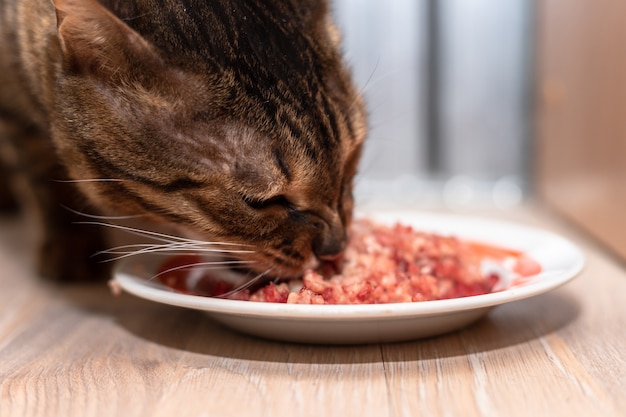 O gato de bengala fica perto de uma tigela de carne picada e a come. o animal doméstico come carne picada.