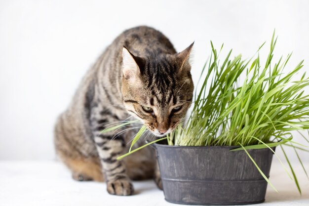 O gato de gato malhado come a grama verde fresca. Grama de gato. Alimento Útil para Animais