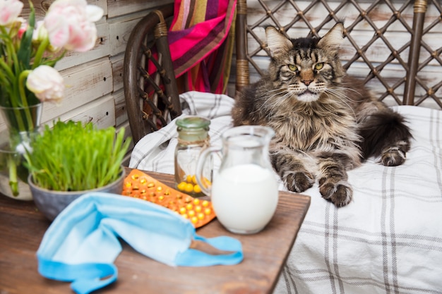 O gato de grey maine coon encontra-se na cama. saúde animal. doença de coronavírus em gatos e animais. proteção respiratória.