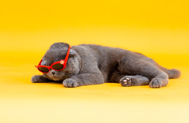 O gato de orelhas caídas scottish fold em óculos de sol encontra-se sobre um fundo amarelo. foto de estúdio.