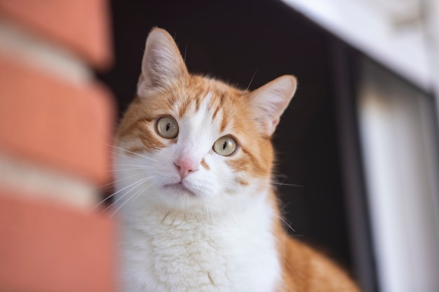 O gato de pele laranja com lindos olhos