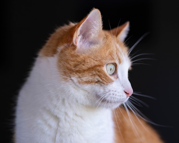 O gato de pele laranja com lindos olhos