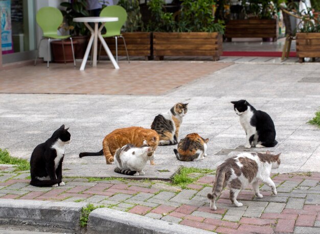 O gato de rua fofo (Turquia Izmir)