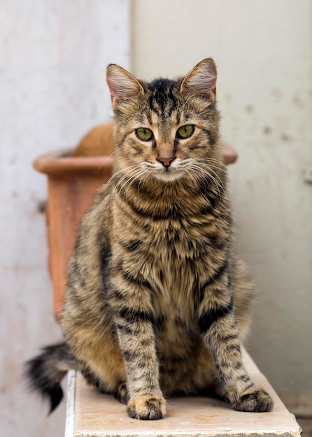 O gato de rua fofo (Turquia Izmir)